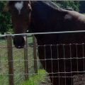 3 Rail Black Horse Fence